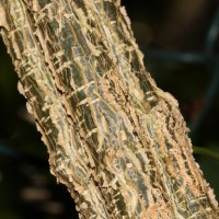 Coccinia grandis (L.) Voigt